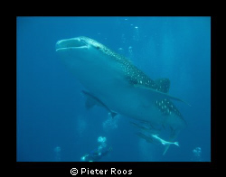 baby whale shark, (±4 meter) by Pieter Roos 